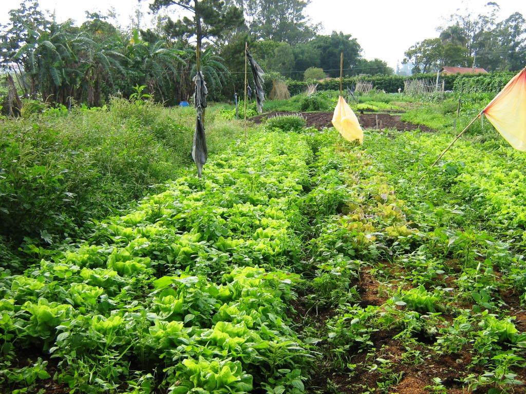 Agroecologia